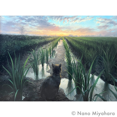 6月24日のコシヒカリ